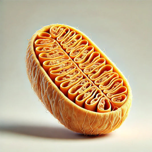 Mitochondrien und ihre Rolle im Anti-Aging